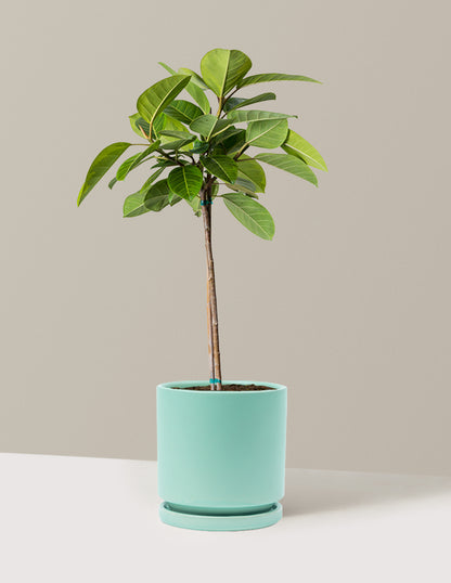 indoor tree plants for sale Large Ficus Altissima Tree Houseplant with Planter - Large (3' to 4' tall) Sand Planter