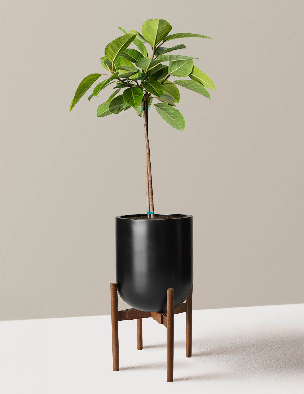 Large Ficus Altissima Tree