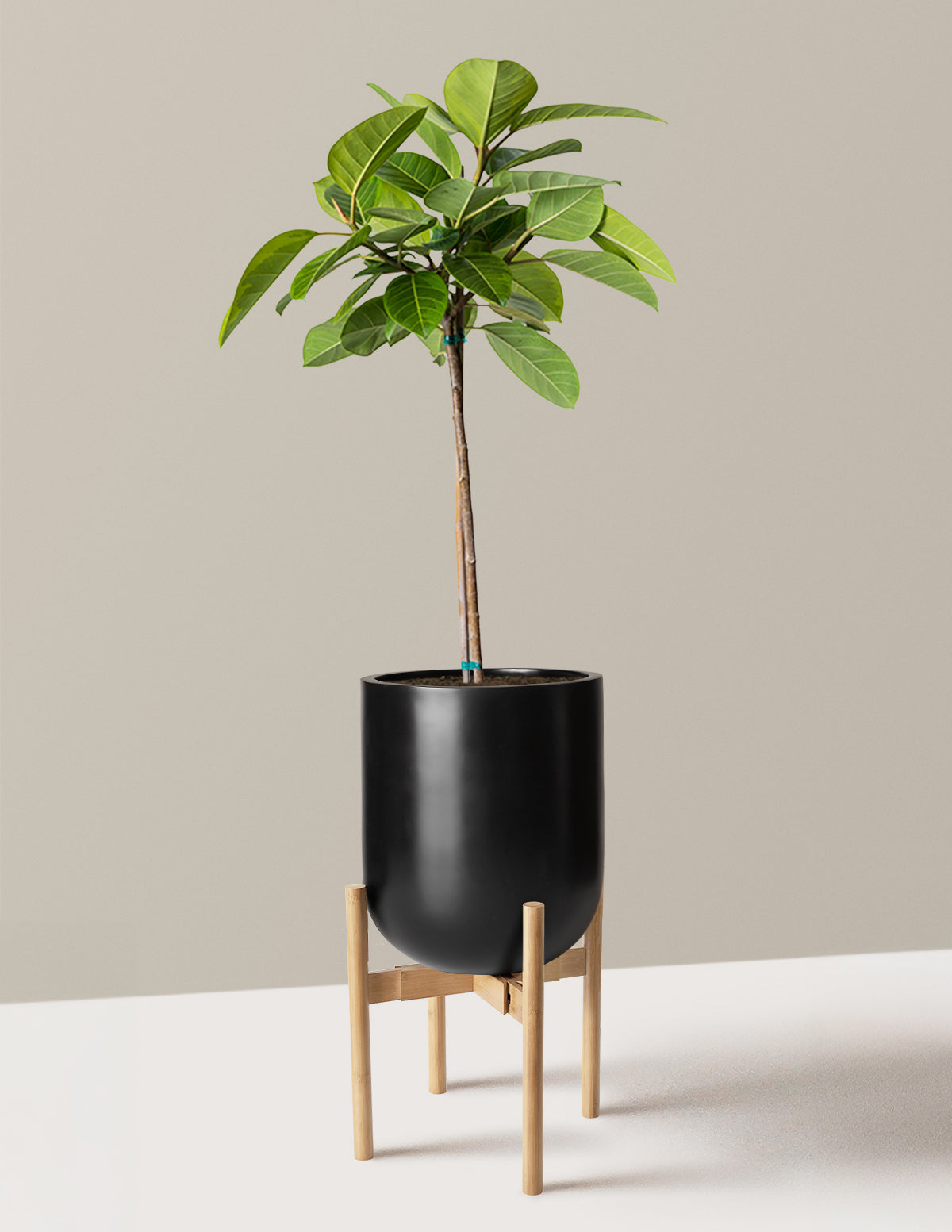 Large Ficus Altissima Tree