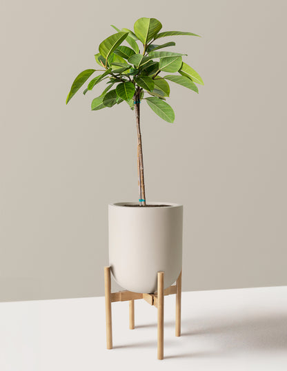 Large Ficus Altissima Tree