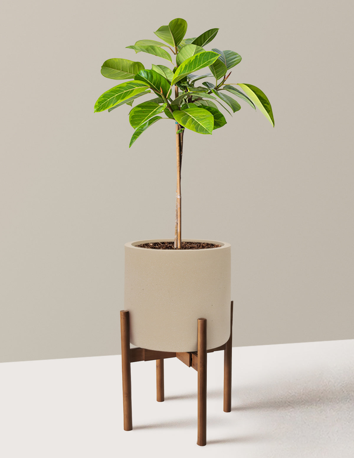 Large Ficus Altissima Tree