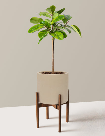 Large Ficus Altissima Tree