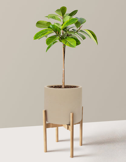 Large Ficus Altissima Tree
