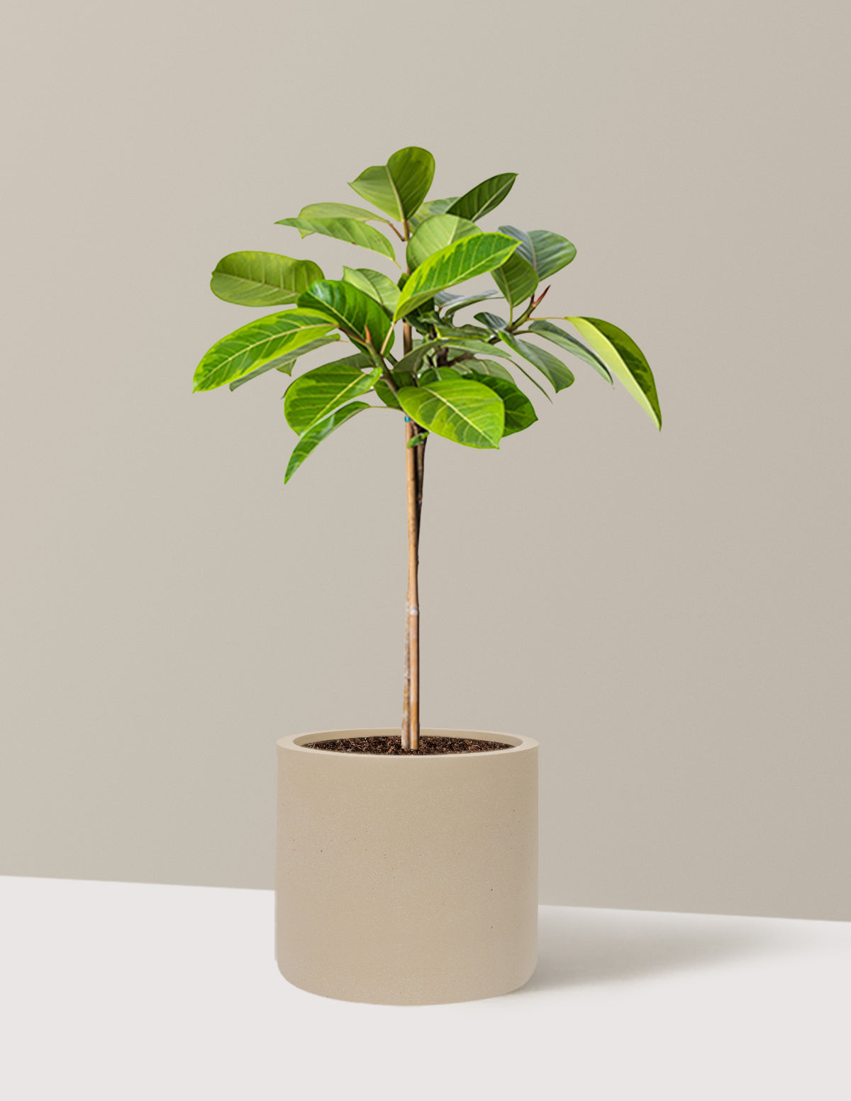 Large Ficus Altissima Tree