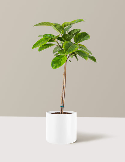 Large Ficus Altissima Tree