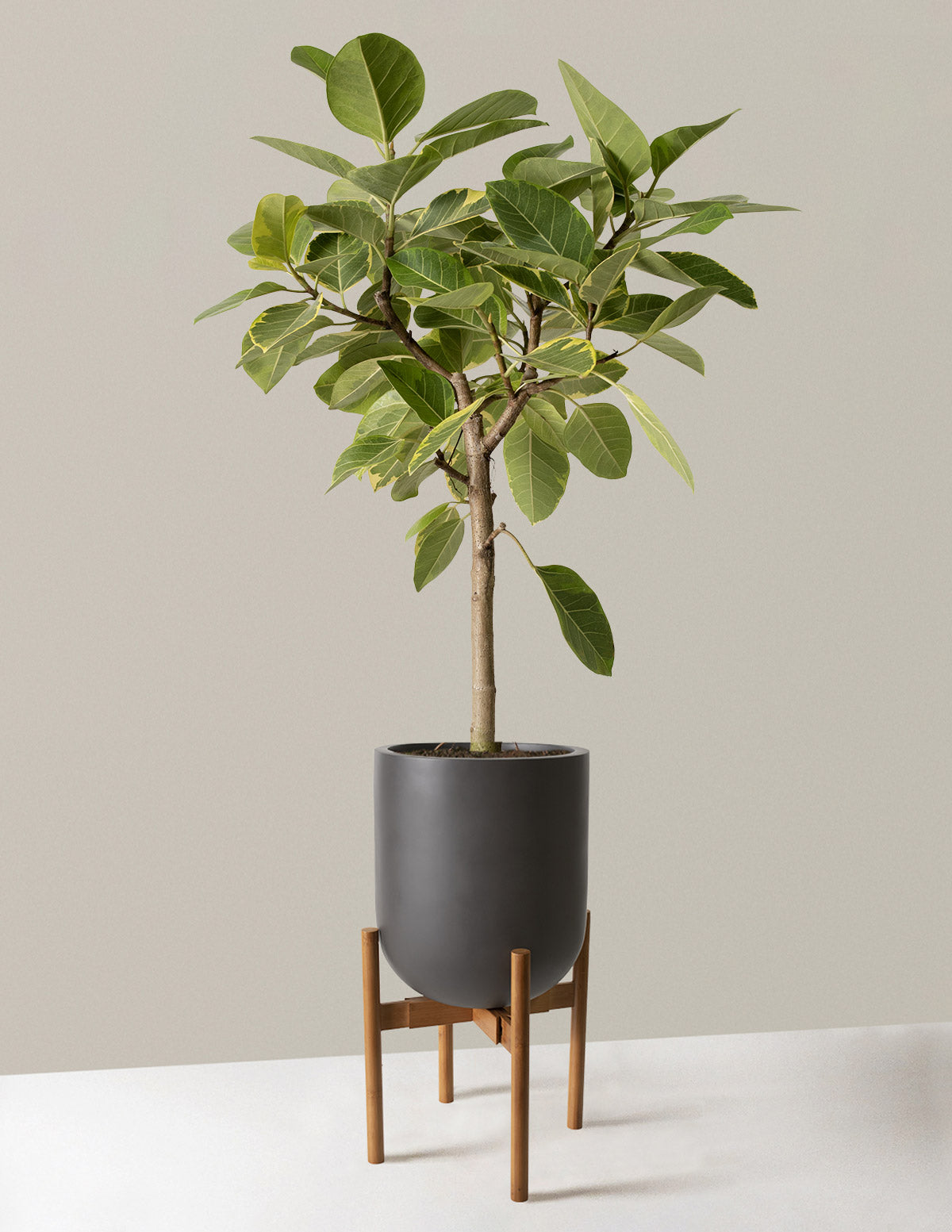Large Ficus Altissima Tree | Indoor Plants for Delivery | The Sill
