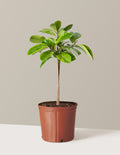 bundle | Large | Grow Pot