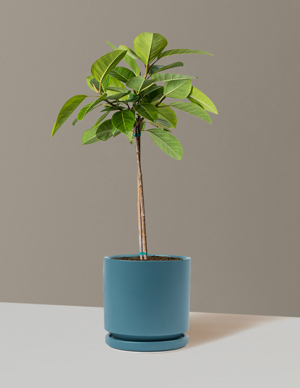 Large Ficus Altissima Tree