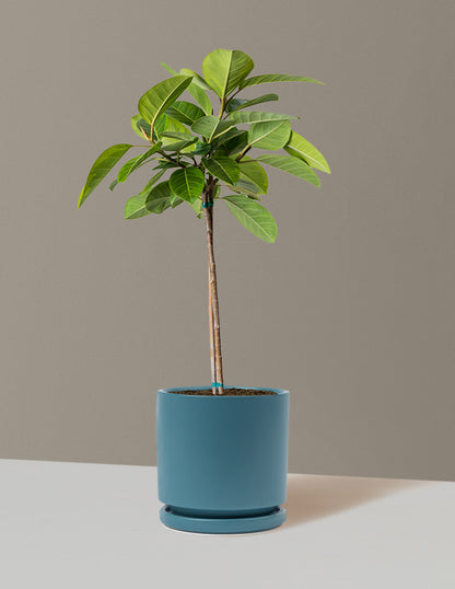 Large Ficus Altissima Tree