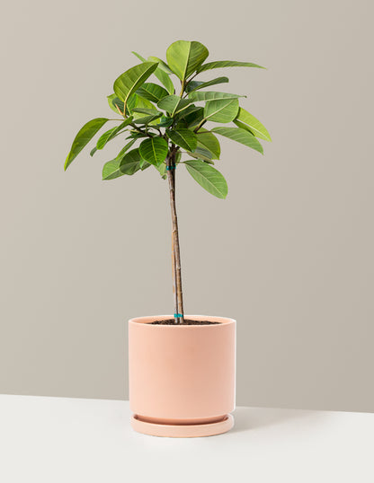 Large Ficus Altissima Tree