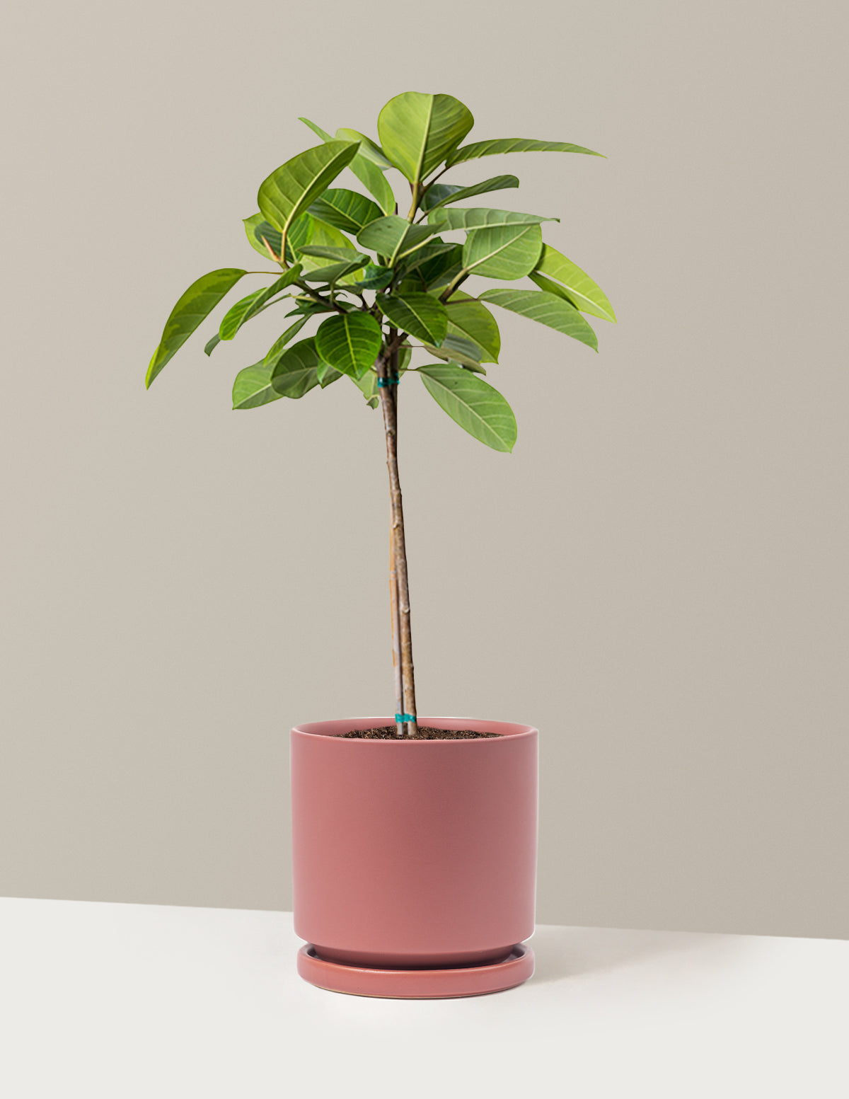 Large Ficus Altissima Tree