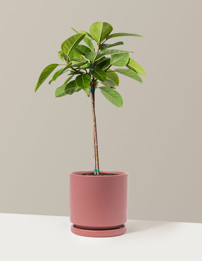 Large Ficus Altissima Tree