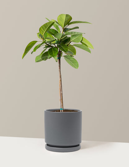 buy ficus altissima Large Ficus Altissima Tree Houseplant with Planter - Large (3' to 4' tall) Sand Planter
