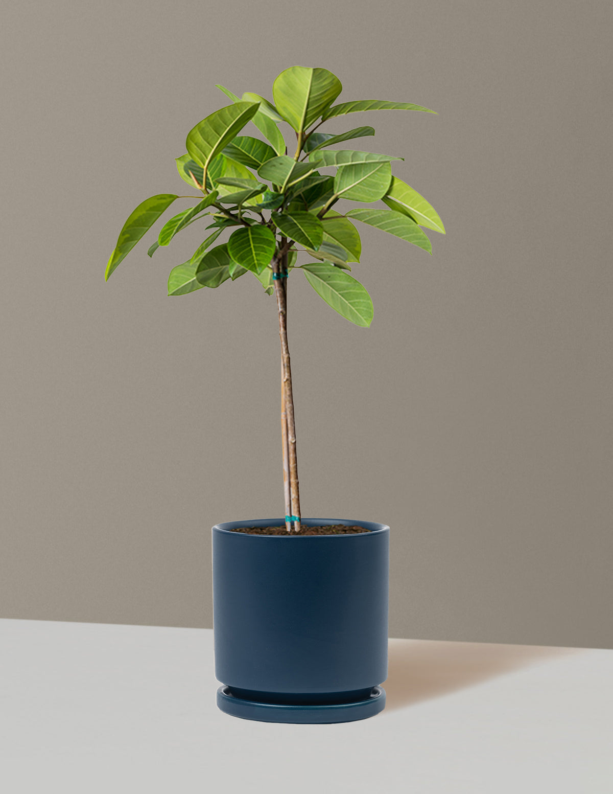 Large Ficus Altissima Tree