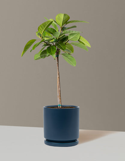 Large Ficus Altissima Tree