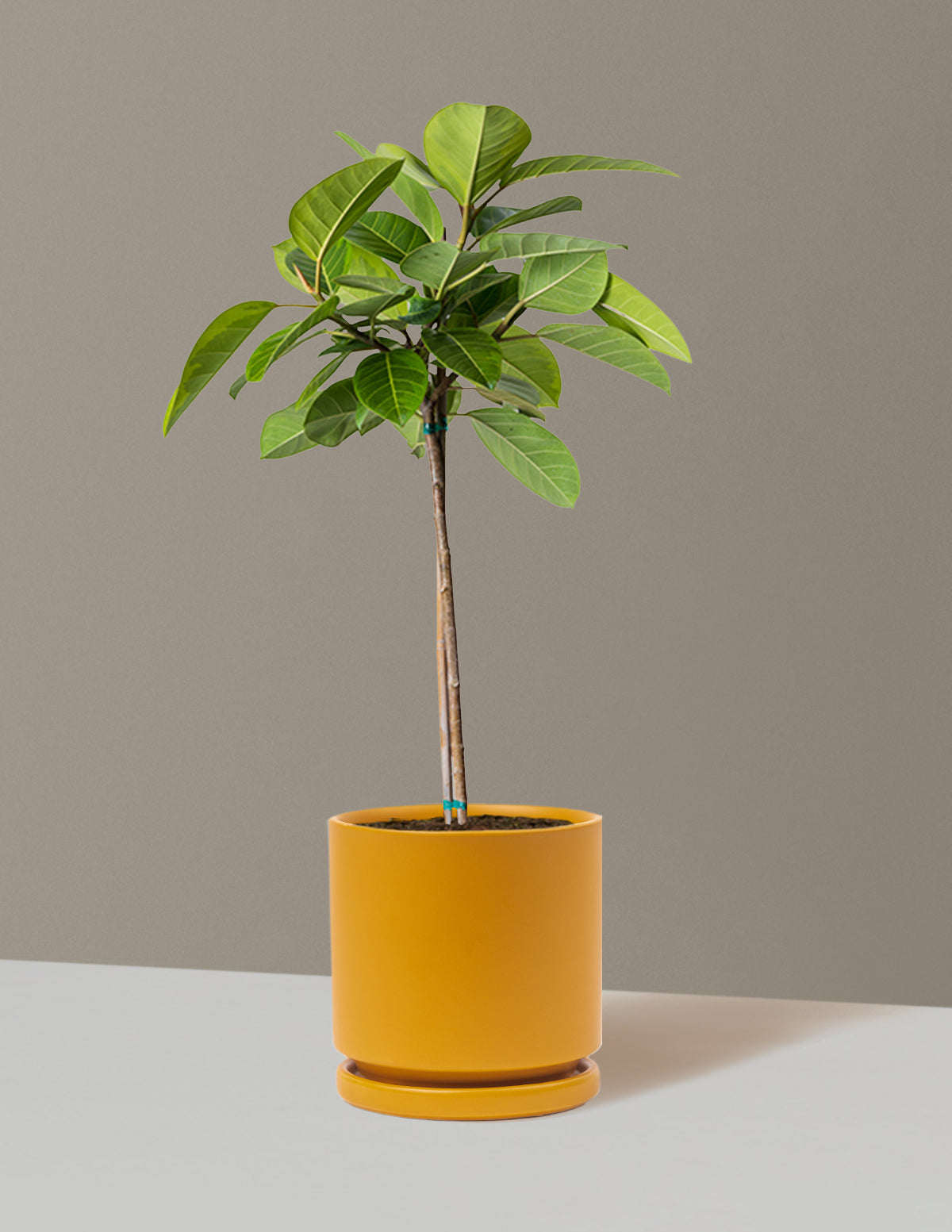 Large Ficus Altissima Tree