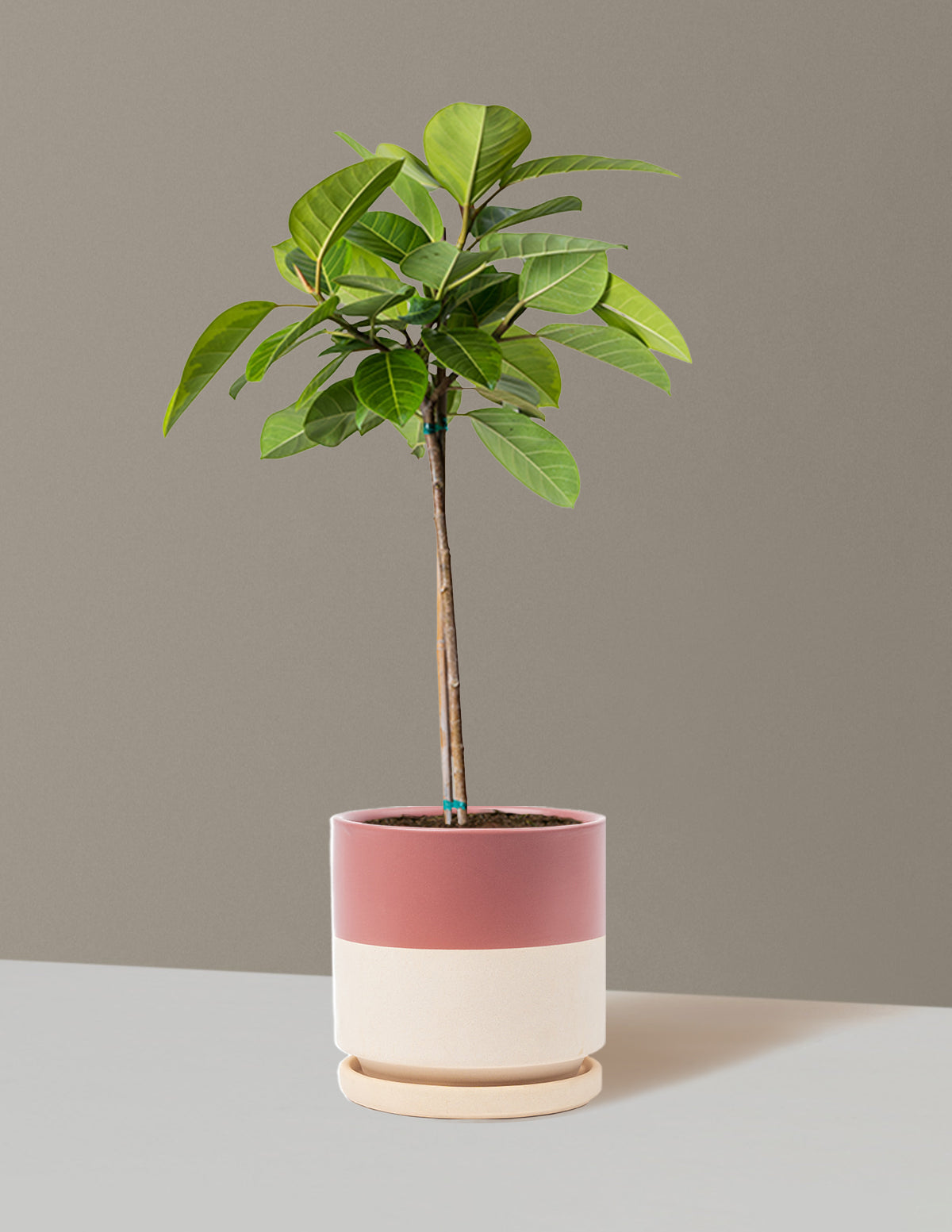 Large Ficus Altissima Tree