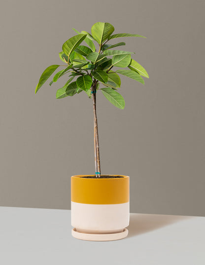 Large Ficus Altissima Tree