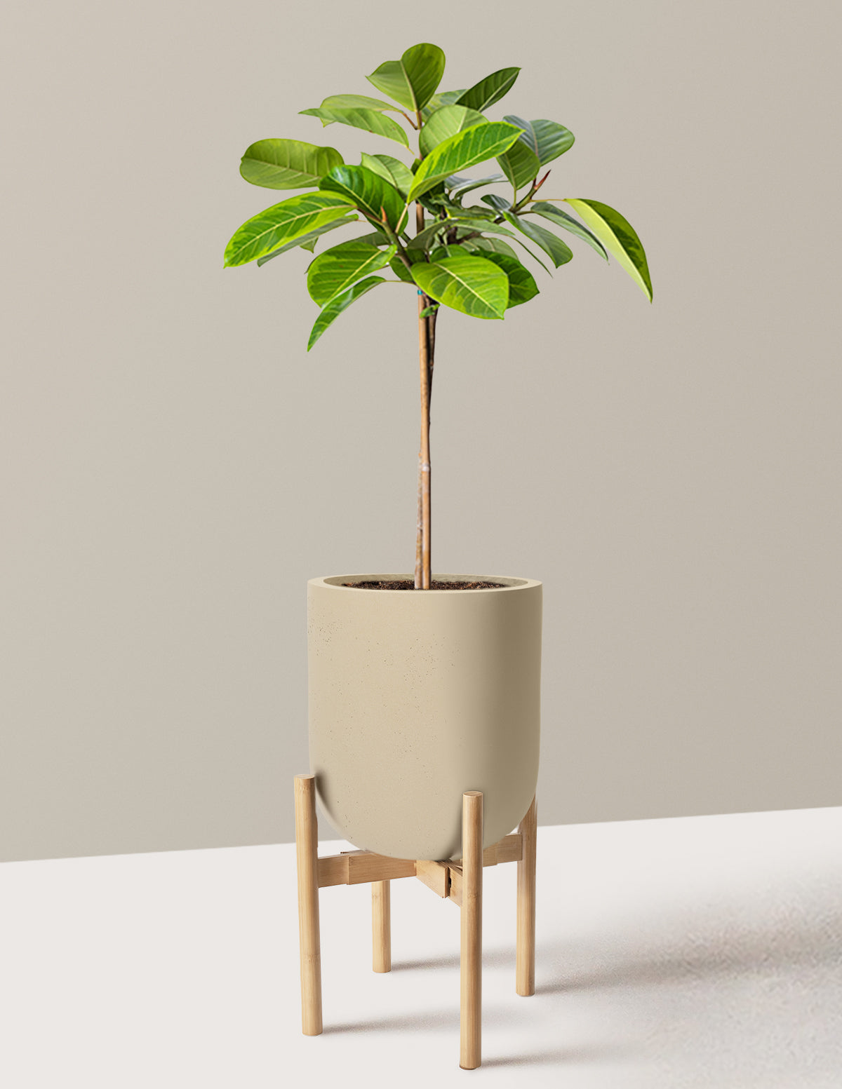 Large Ficus Altissima Tree