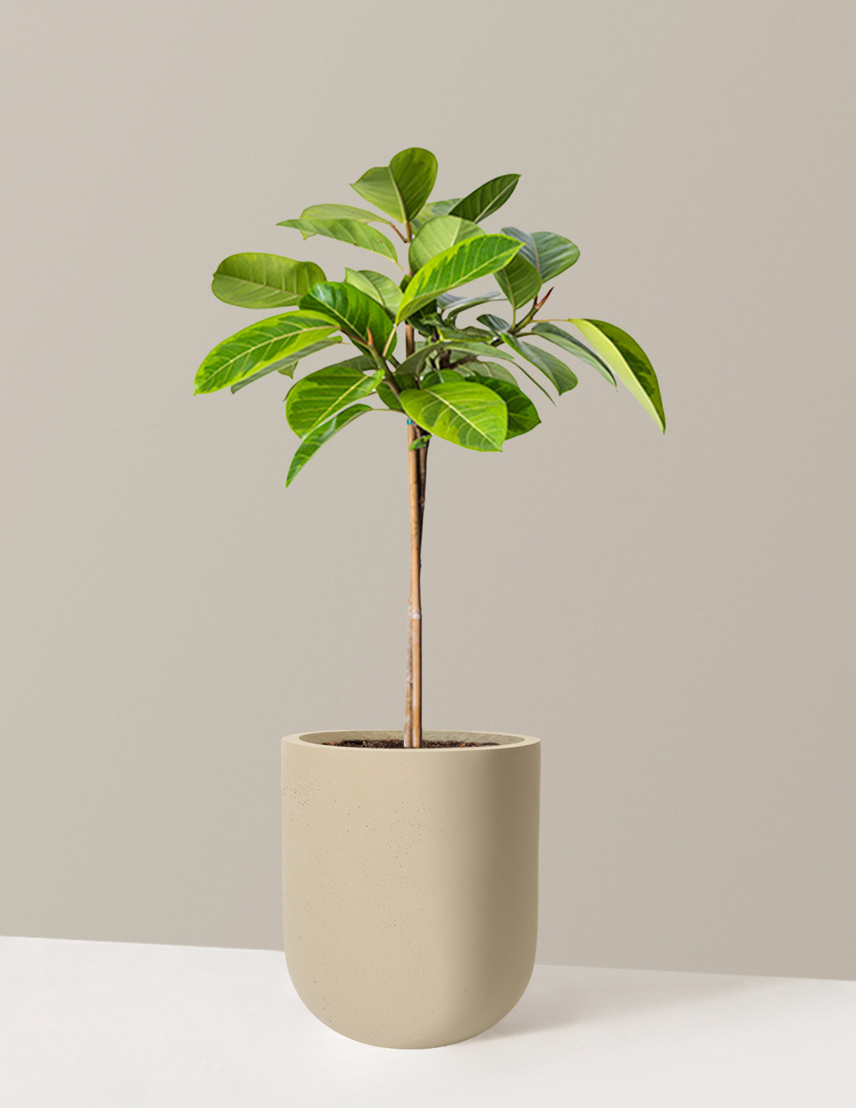 Large Ficus Altissima Tree | Indoor Plants for Delivery | The Sill