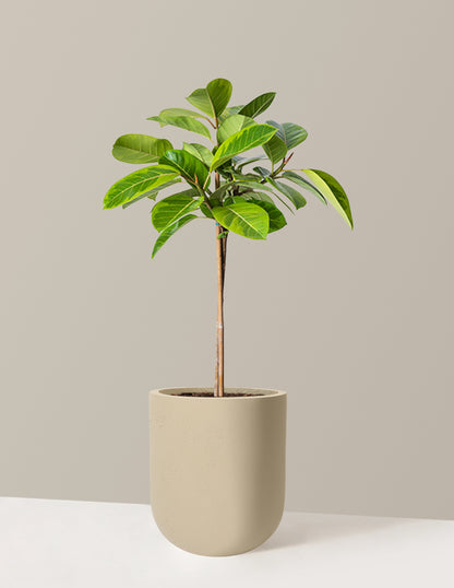 Large Ficus Altissima Tree