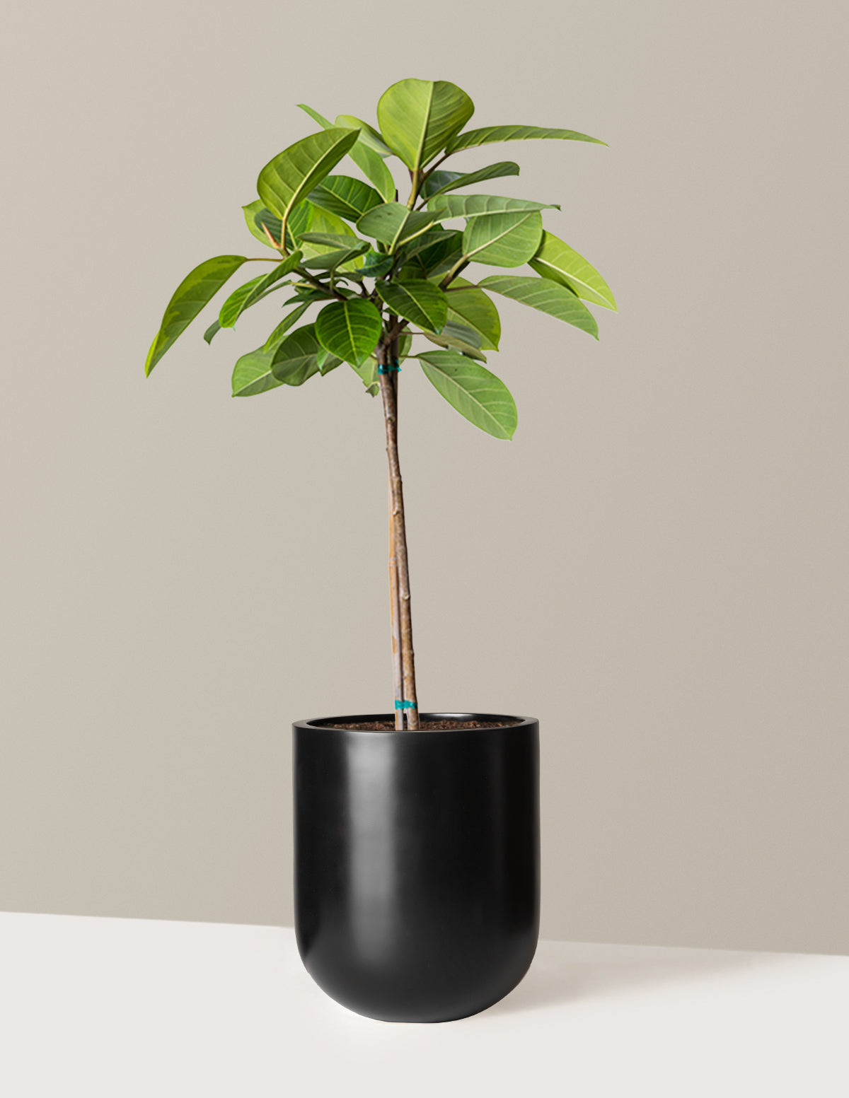 files/the-sill_Large-Ficus-Altissima_Large_Pallas_Black_Variant.jpg