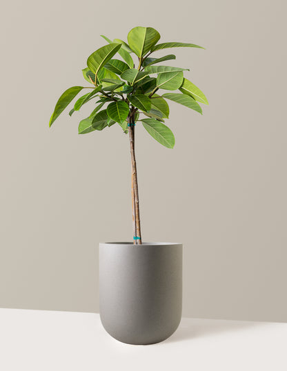 ficus altissima for sale Large Ficus Altissima Tree Houseplant with Planter - Large (3' to 4' tall) Sand Planter