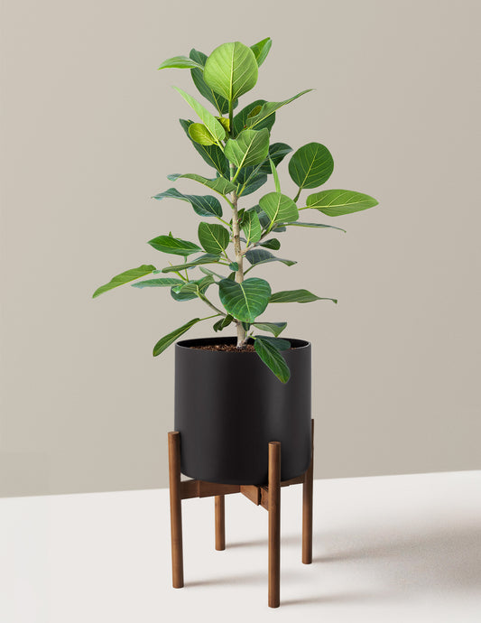 Ficus Audrey Bush