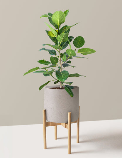Ficus Audrey Bush