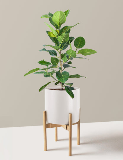 Ficus Audrey Bush