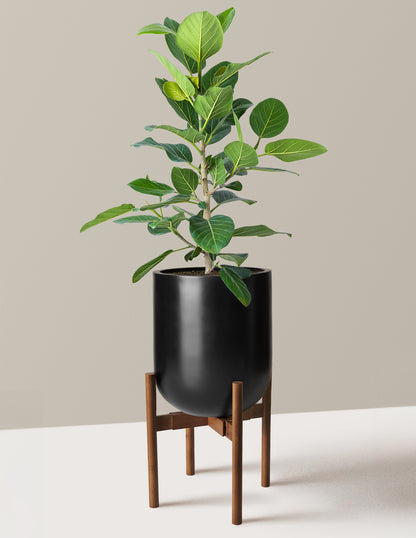 Ficus Audrey Bush