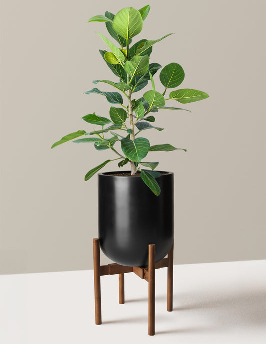Ficus Audrey Bush