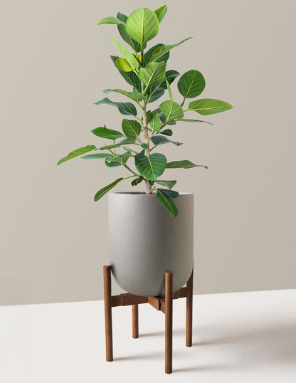 Ficus Audrey Bush