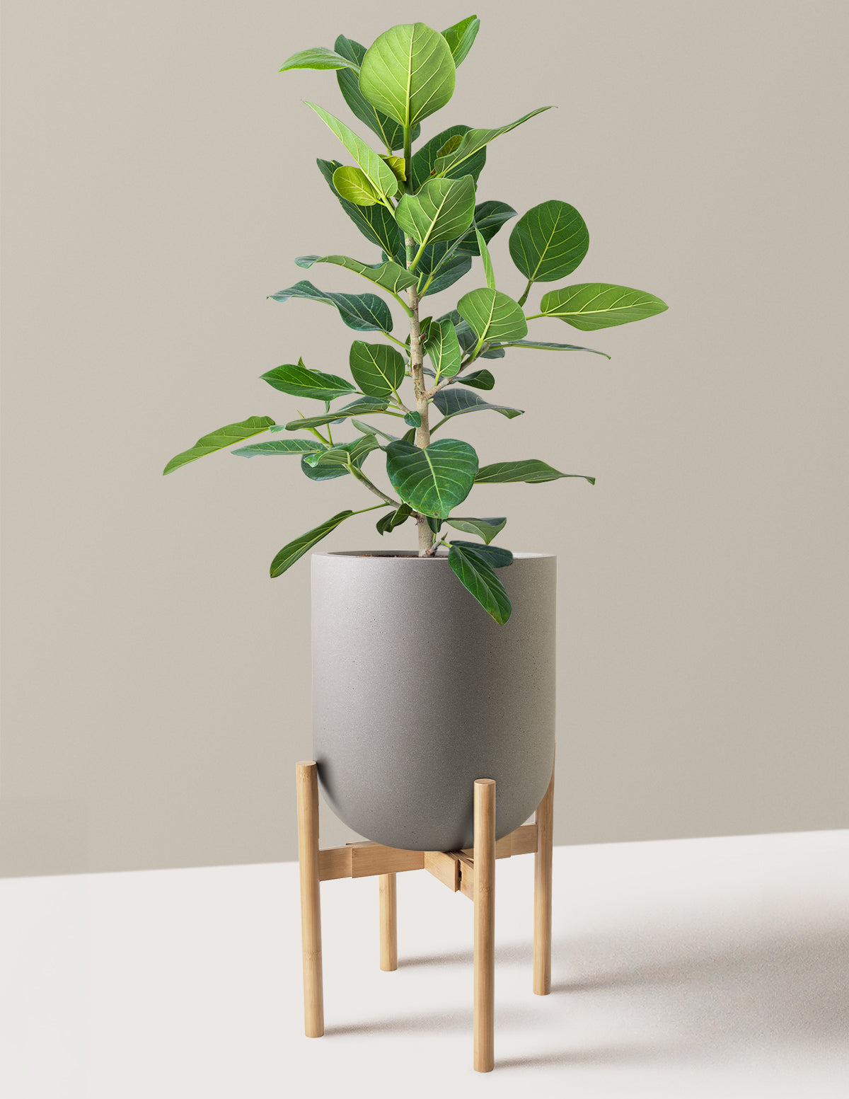 Ficus Audrey Bush