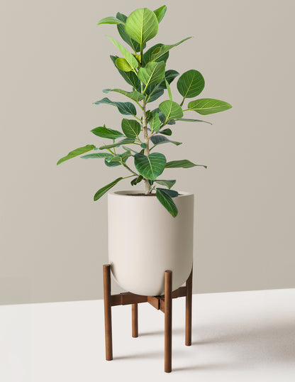 Ficus Audrey Bush