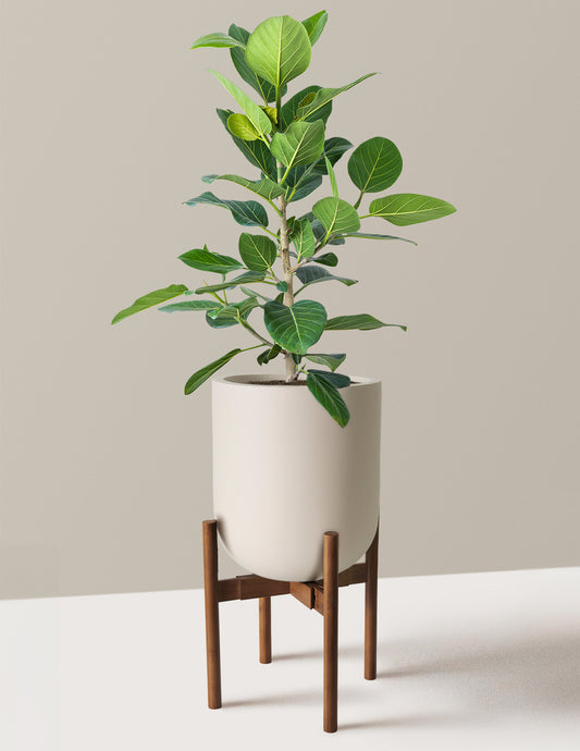 Ficus Audrey Bush