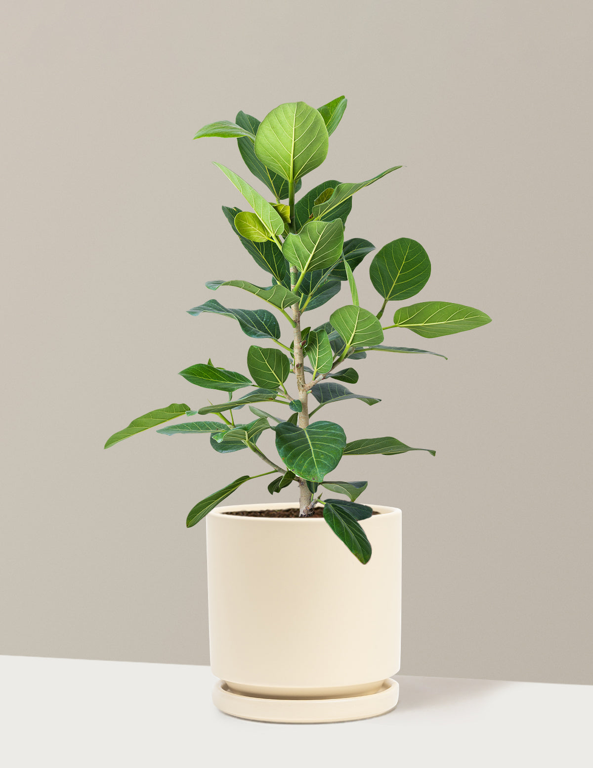 Ficus Audrey Bush