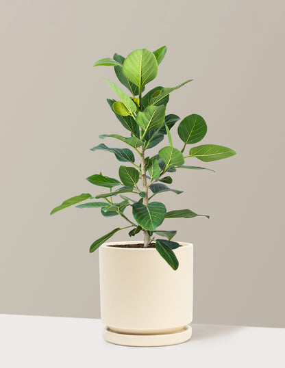 Ficus Audrey Bush