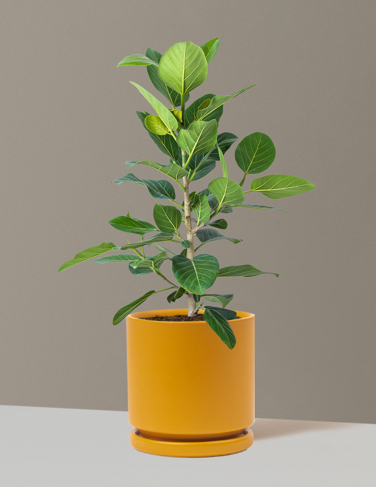 Ficus Audrey Bush