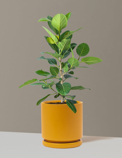 Ficus Audrey Bush