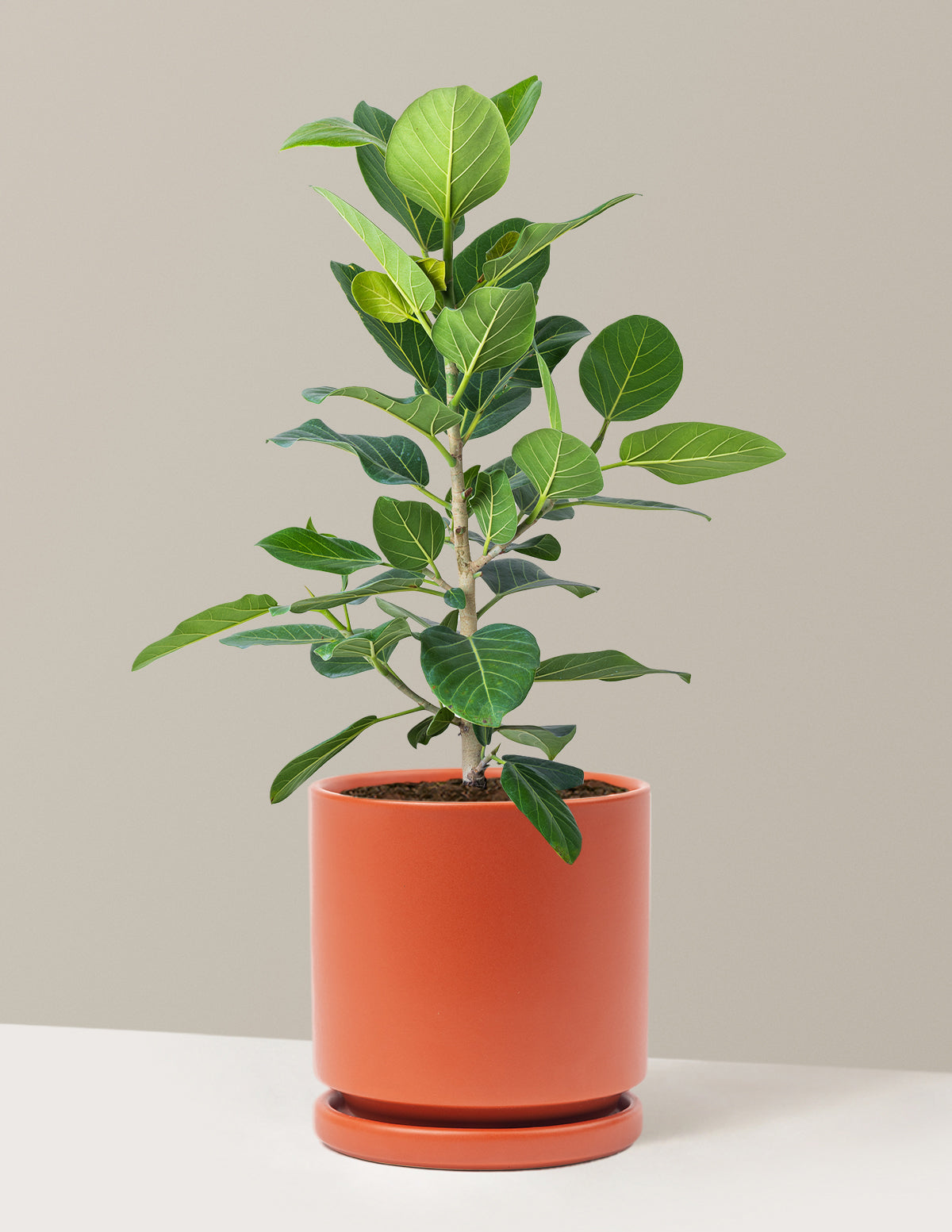 Ficus Rust Ficus Audrey Bush | Indoor Plants and Houseplants for Delivery | The Sill