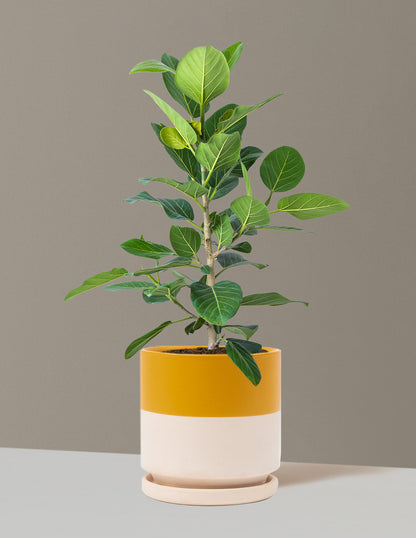 Ficus Audrey Bush