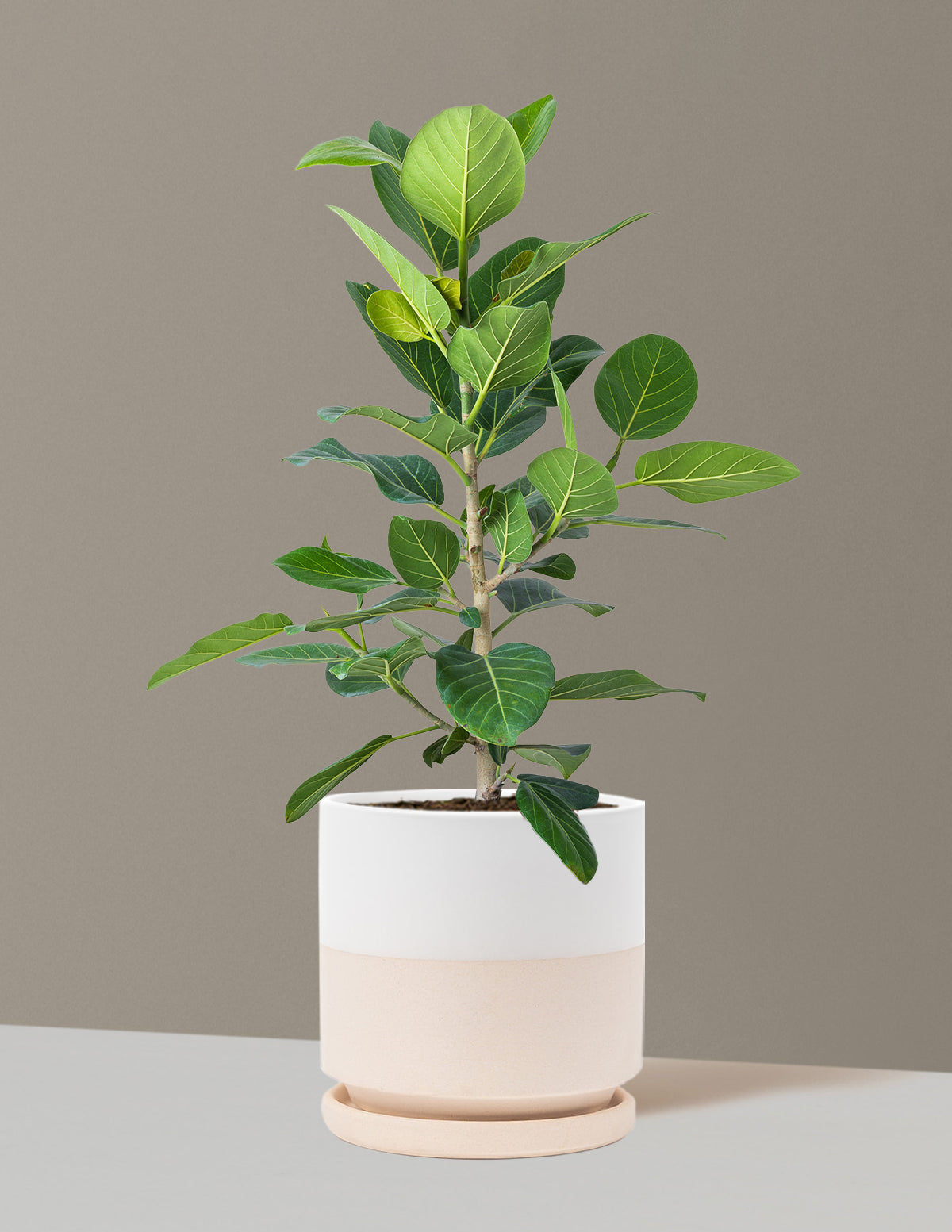 Ficus Audrey Bush