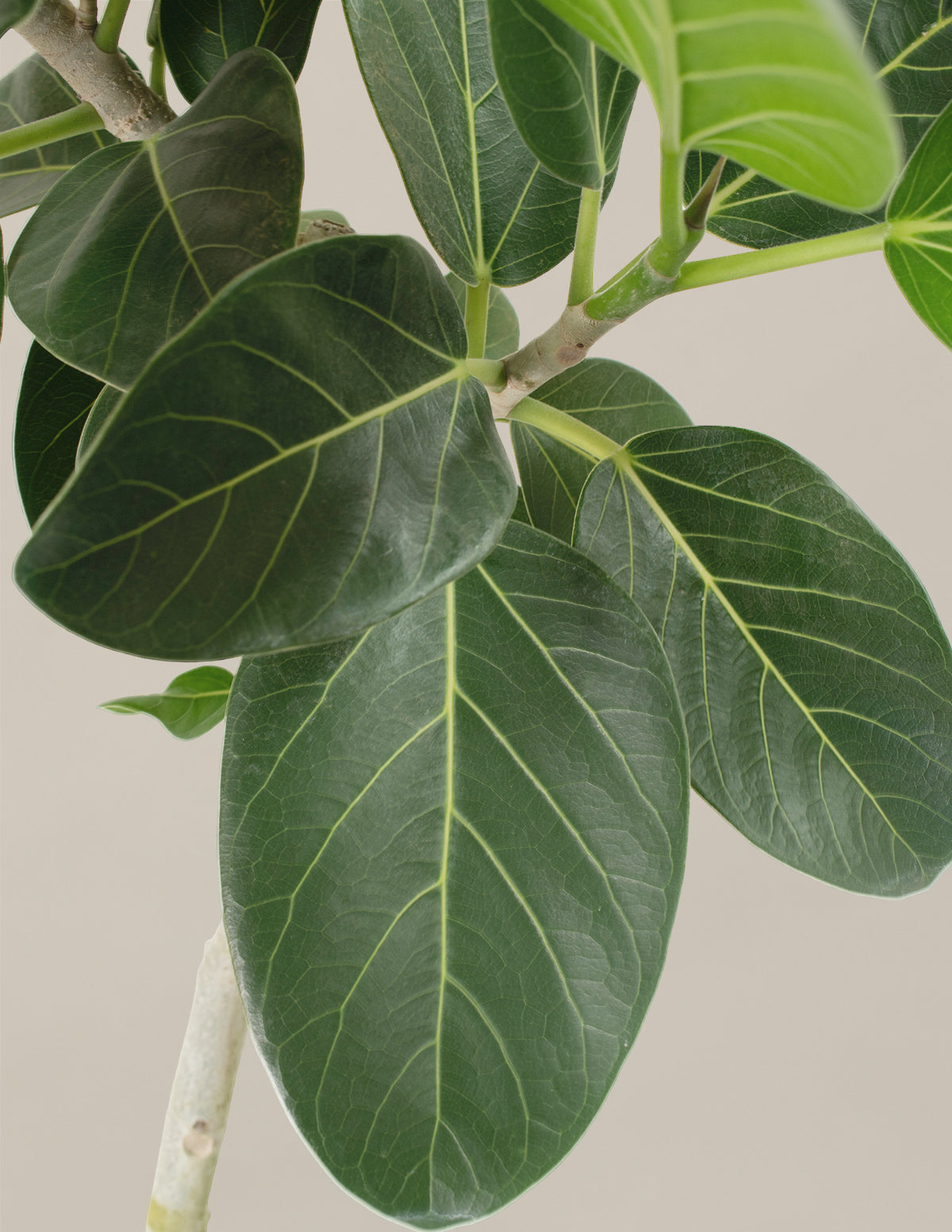 buy ficus audrey online Ficus Audrey Bush Houseplant with Planter - Small (9-13" tall) Terracotta Planter