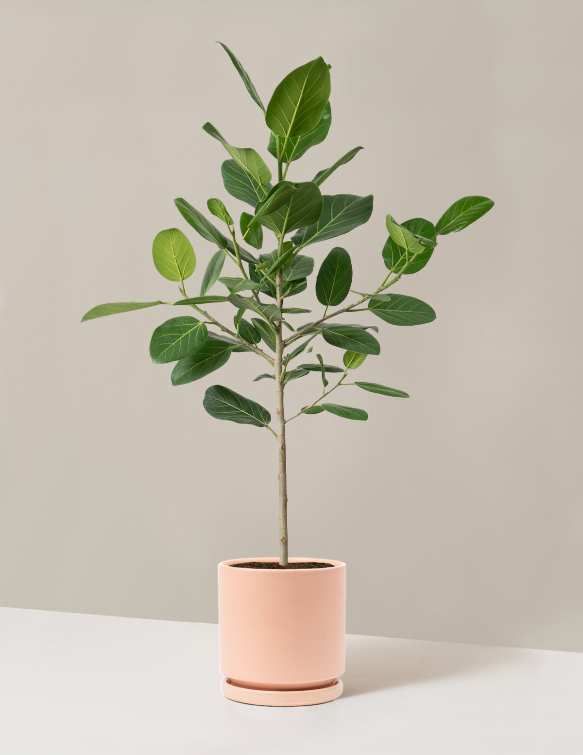 Ficus Audrey Tree
