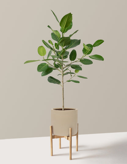 Ficus Audrey Tree