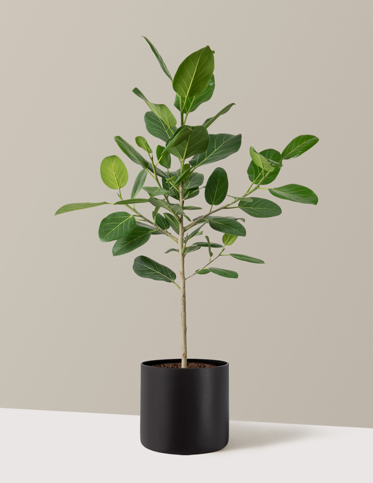 Ficus Audrey Tree