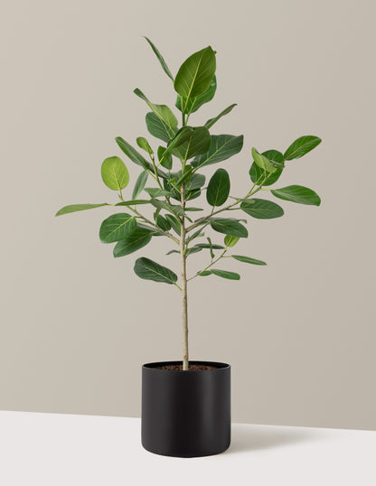 Ficus Audrey Tree