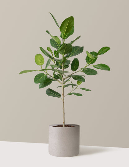 Ficus Audrey Tree