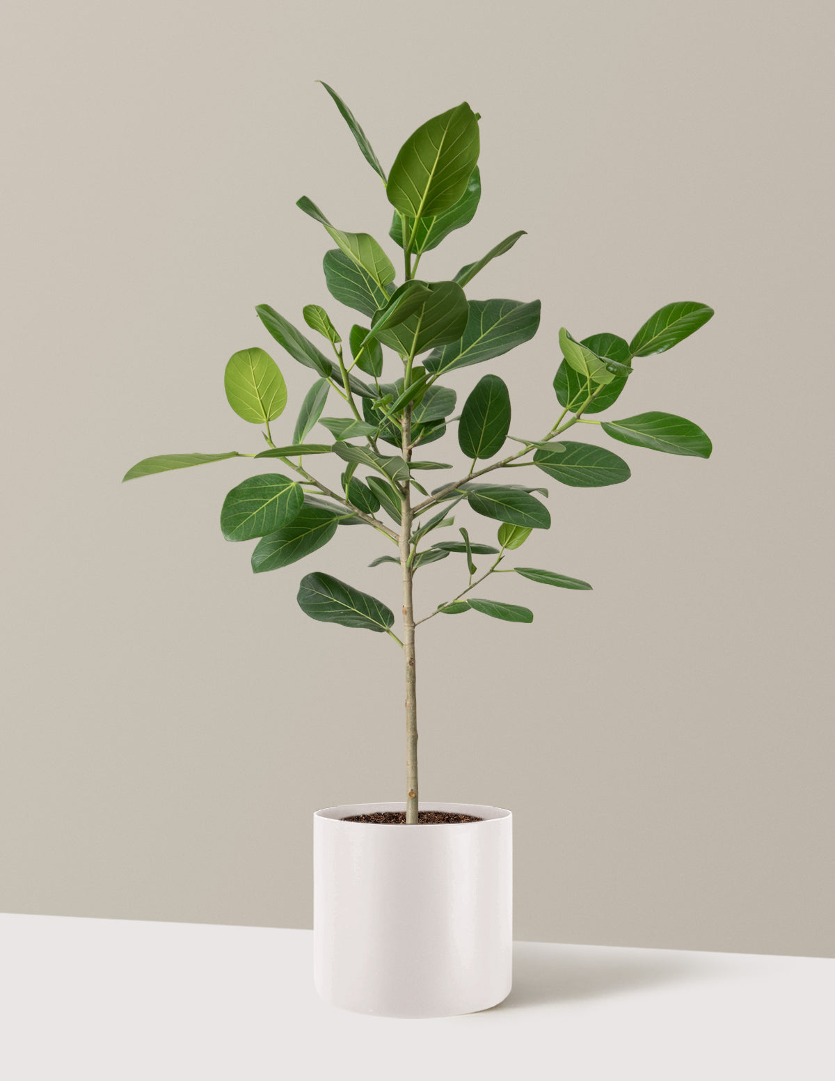 Ficus Audrey Tree